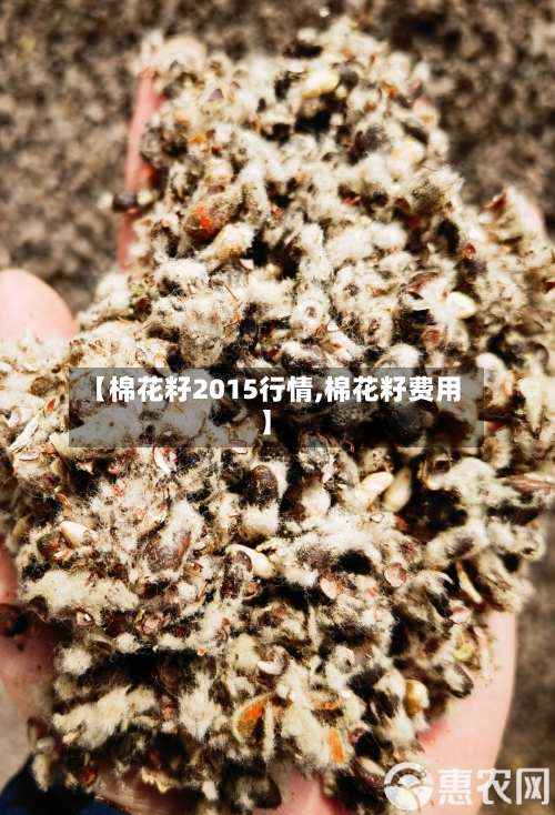 【棉花籽2015行情,棉花籽费用】-第1张图片