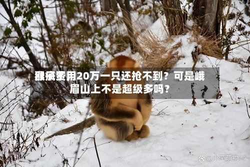 猴子费用涨疯了，20万一只还抢不到？可是峨眉山上不是超级多吗？-第1张图片