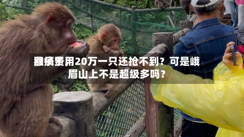 猴子费用涨疯了，20万一只还抢不到？可是峨眉山上不是超级多吗？-第2张图片