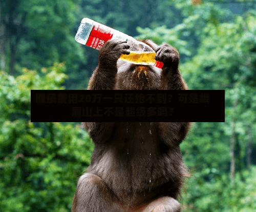 猴子费用涨疯了	，20万一只还抢不到？可是峨眉山上不是超级多吗？-第3张图片