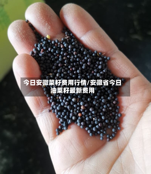 今日安徽菜籽费用行情/安徽省今日油菜籽最新费用