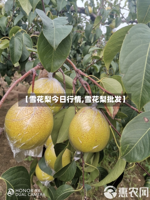 【雪花梨今日行情,雪花梨批发】