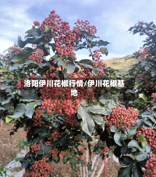 洛阳伊川花椒行情/伊川花椒基地-第2张图片