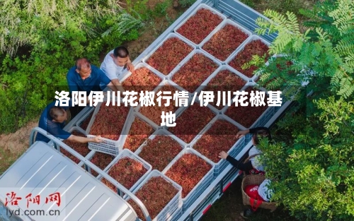 洛阳伊川花椒行情/伊川花椒基地-第3张图片