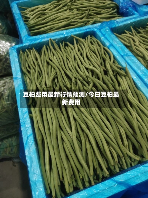 豆柏费用最新行情预测/今日豆柏最新费用-第2张图片