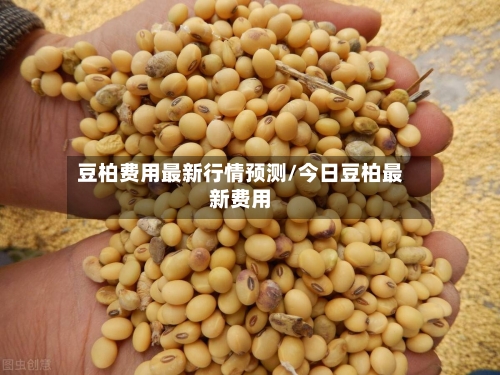 豆柏费用最新行情预测/今日豆柏最新费用