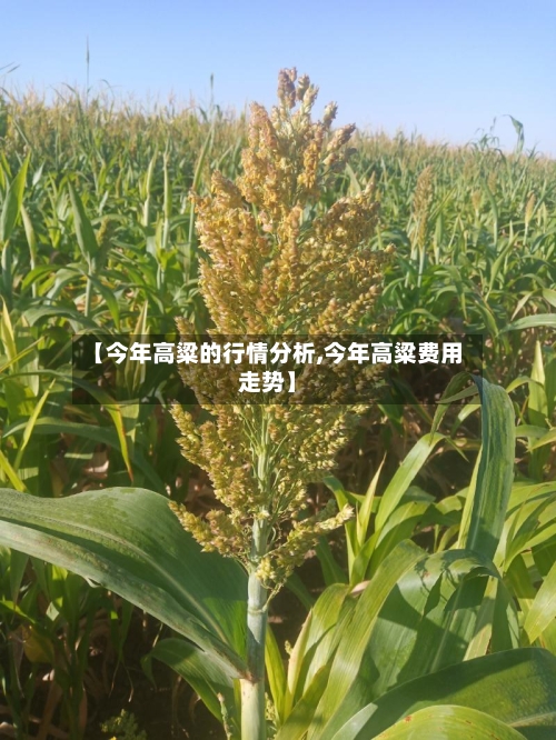 【今年高粱的行情分析,今年高粱费用走势】-第2张图片