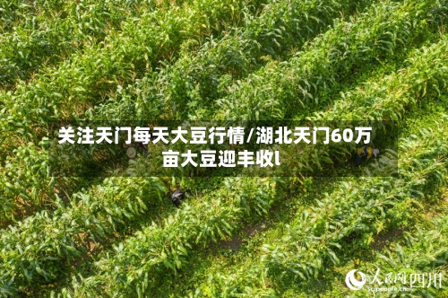 关注天门每天大豆行情/湖北天门60万亩大豆迎丰收l-第3张图片