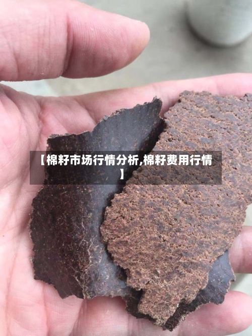 【棉籽市场行情分析,棉籽费用行情】