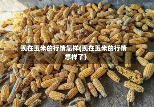 现在玉米的行情怎样(现在玉米的行情怎样了)-第2张图片