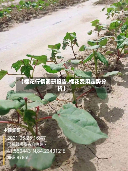 【棉花行情调研报告,棉花费用走势分析】