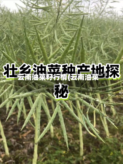 云南油莱籽行情(云南油菜)-第2张图片