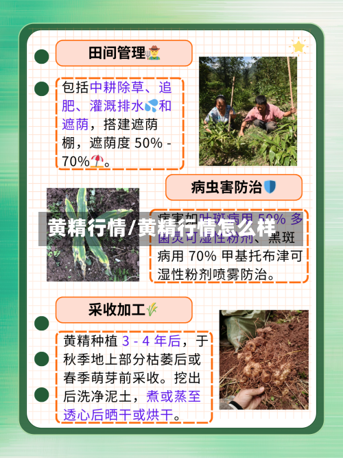 黄精行情/黄精行情怎么样-第2张图片