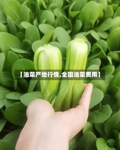 【油菜产地行情,全国油菜费用】-第2张图片