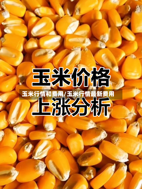 玉米行情和费用/玉米行情最新费用