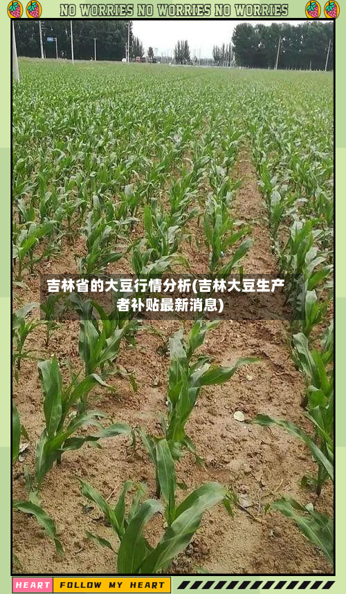 吉林省的大豆行情分析(吉林大豆生产者补贴最新消息)