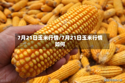 7月21日玉米行情/7月21日玉米行情如何